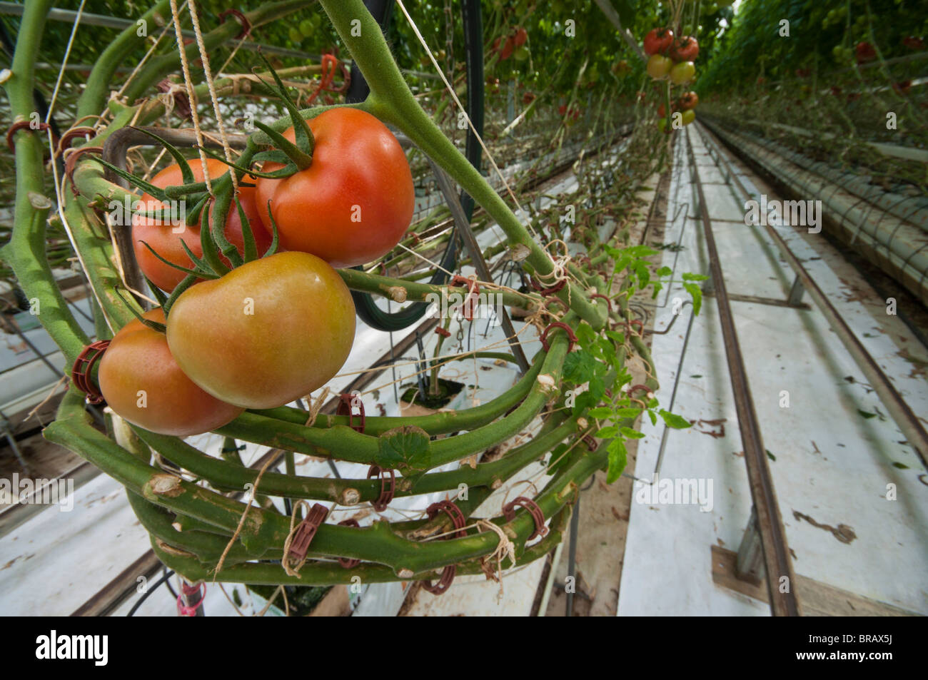 Hydroponically grown tomatoes in a large industrial green house Stock Photo