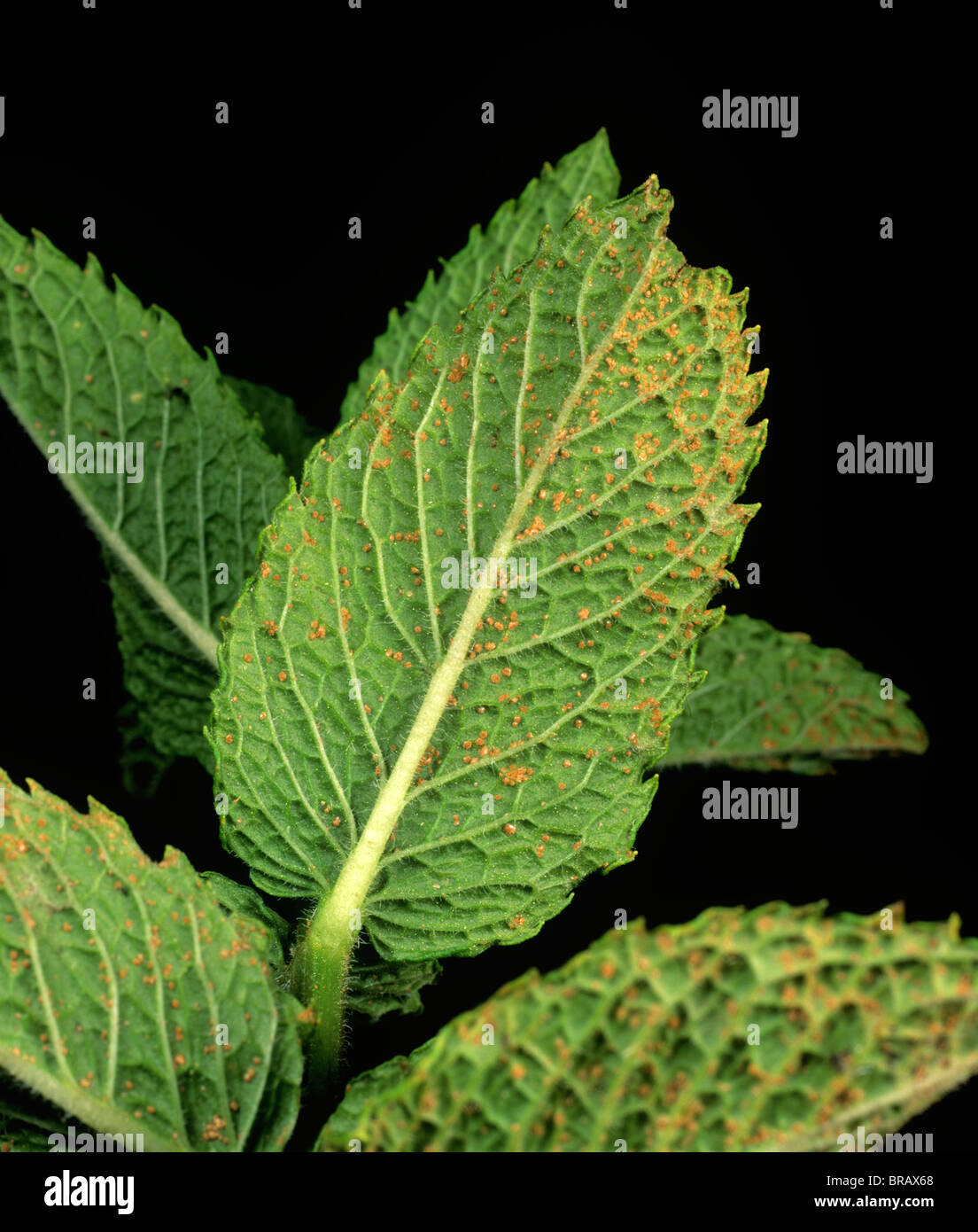 Mint rust (Puccinia menthae) on peppermint plants leaves Stock Photo