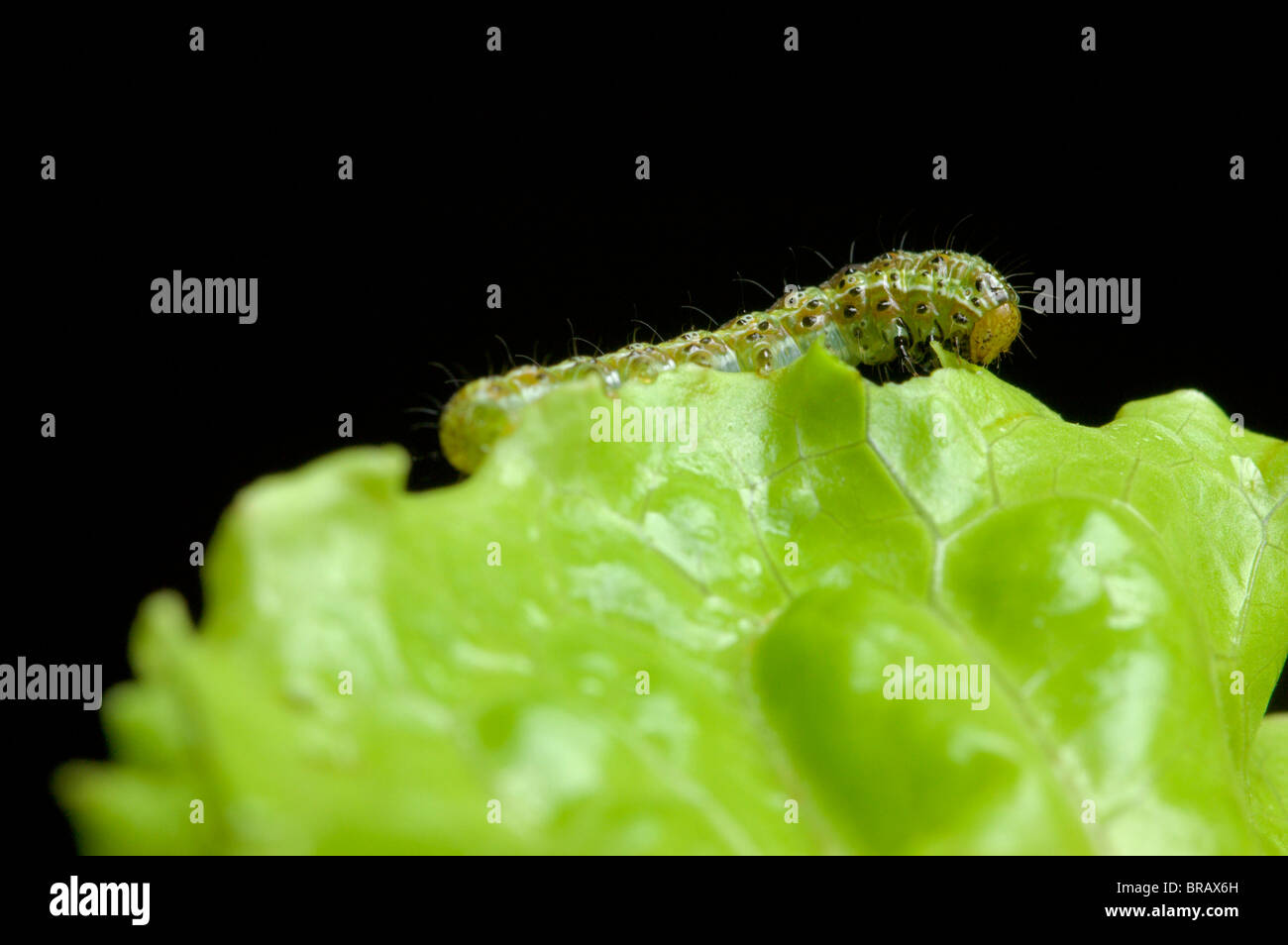 Cabbage Moth larva (Mamestra brassicae) consuming lettuce Stock Photo