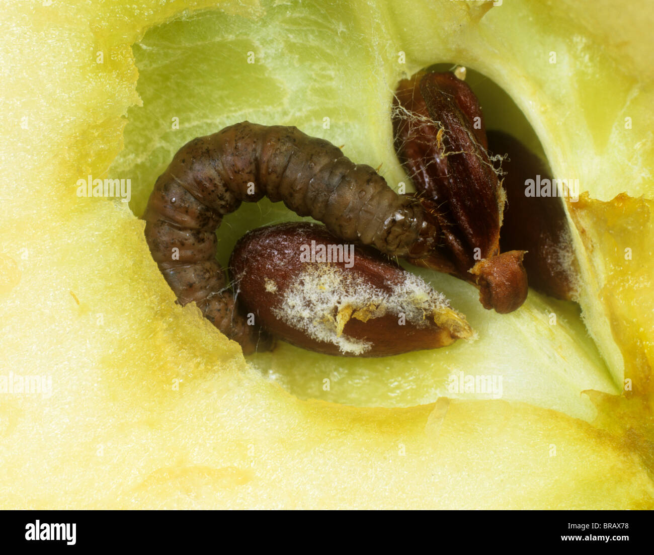 Codling moth (Cydia pomonella) killed by CpGV mexican, a granulovirus