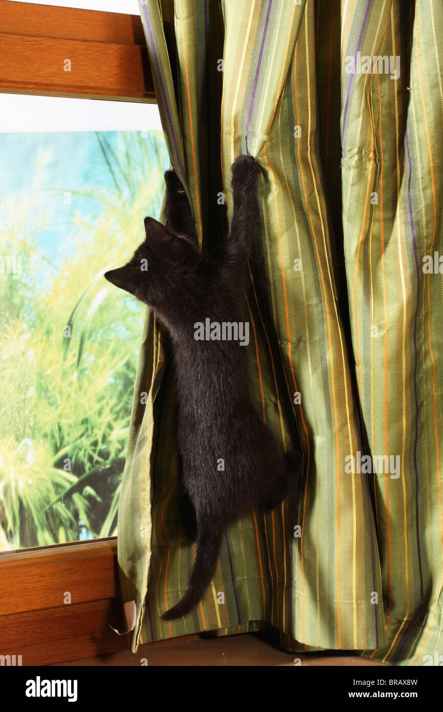 Cat climbing curtains hires stock photography and images Alamy