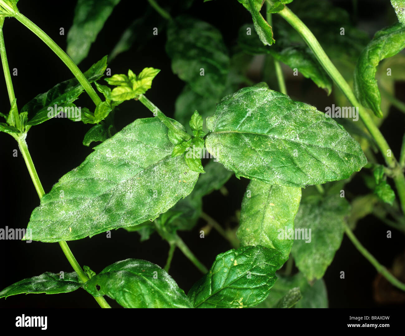 Powdery mildew (Erysiphe orontii) infection on mint leaves Stock Photo