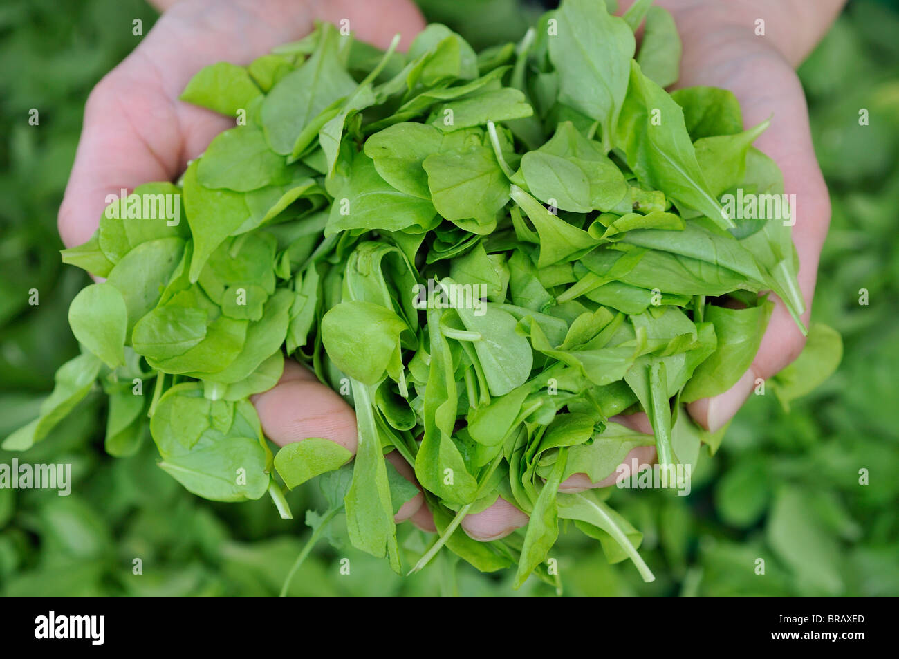 Trieste. Italy. Young Radicchio salad leaves on sale at farmers market.  Radicchio Piccolo, Primo Taglio Stock Photo - Alamy