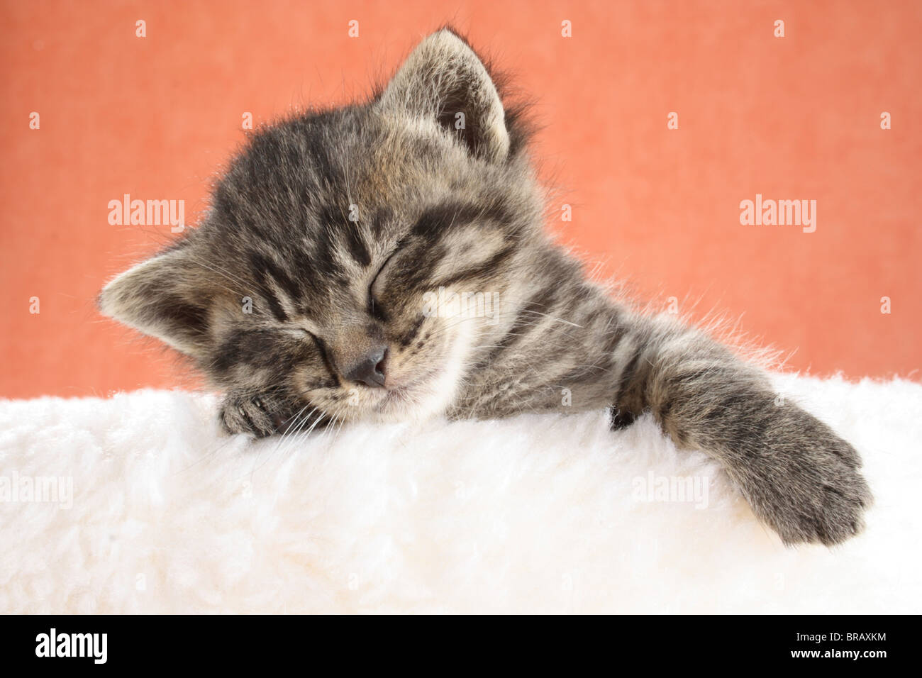 tabby kitten sleeping on a hide Stock Photo Alamy