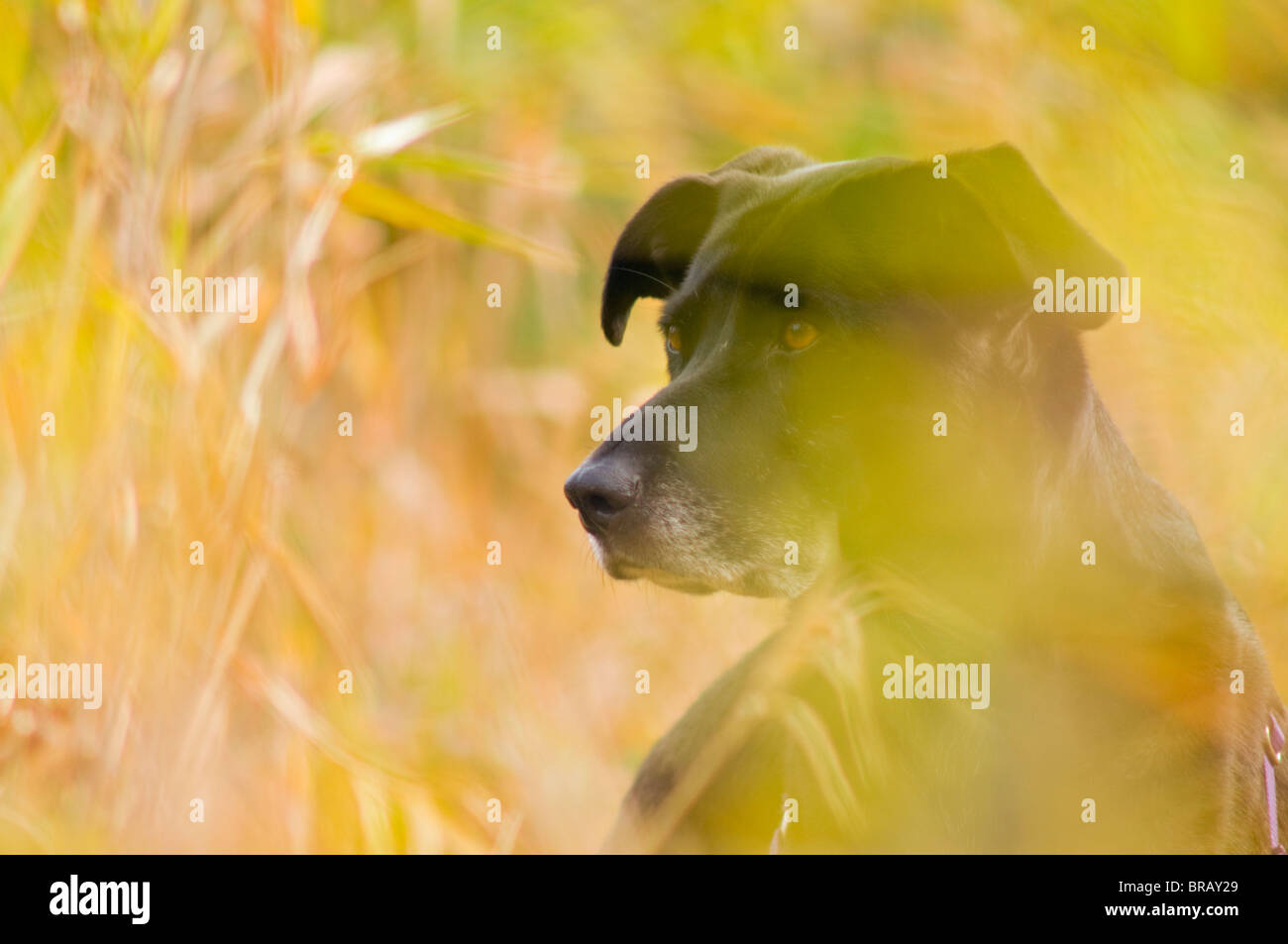 Black Lab Hunting High Resolution Stock Photography and Images Alamy