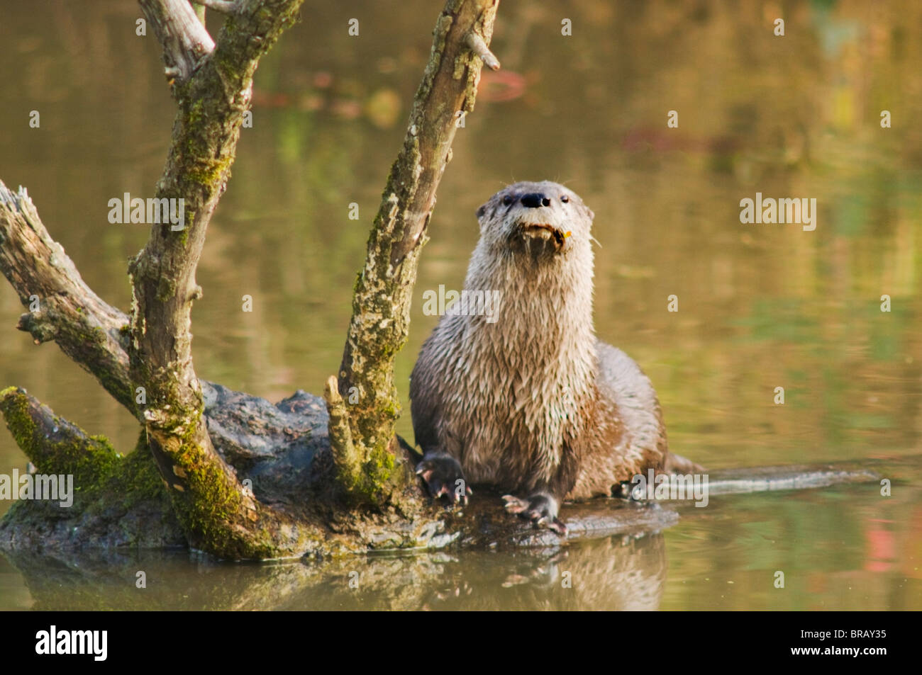 River Otter At Oaks Bottom Wildlife Refuge; Portland, Oregon, United States Of America Stock Photo