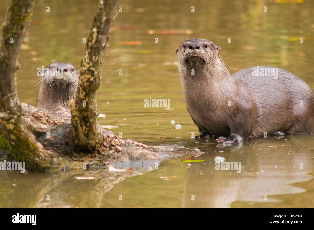River Otters At Oaks Bottom Wildlife Refuge; Portland, Oregon, United