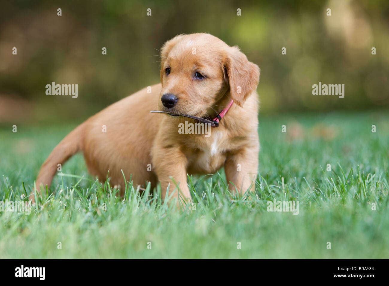 A 7 Week Old Golden Retriever Puppy Holding A Feather In Its Mouth Stock Photo Alamy