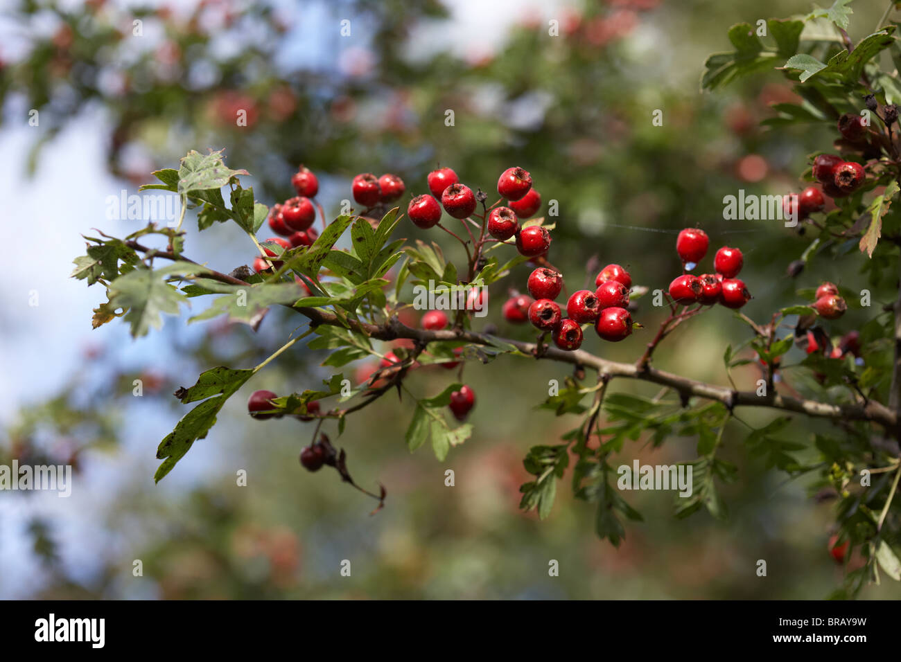 wild natural berries on the common hawthorn crataegus monogyna tree in the uk ireland Stock Photo