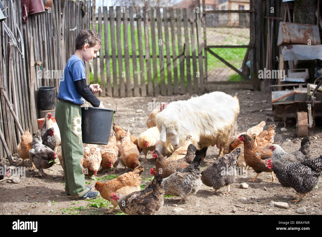 Little farm boy feeding the chickens and the goat in the countryside ...