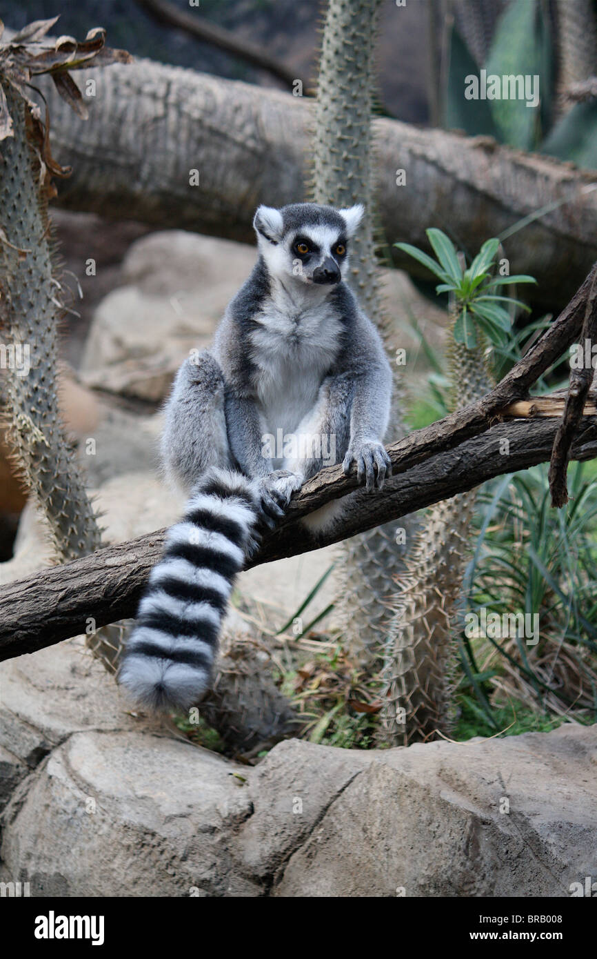 Ringtailed Lemur sitting on a branch with a desert plants and rocks in the background. Stock Photo