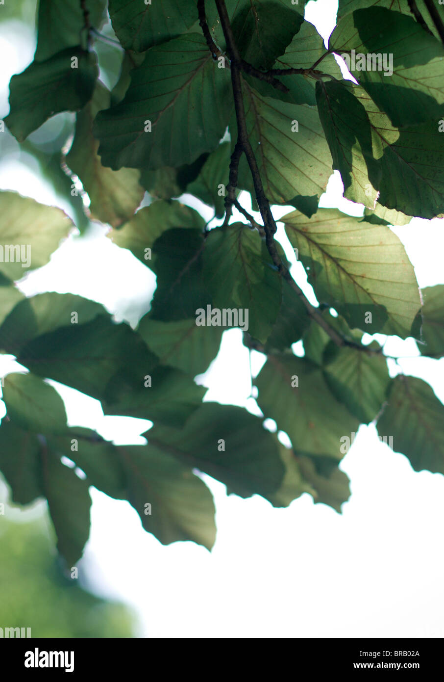 Tree sun leaves hi-res stock photography and images - Alamy