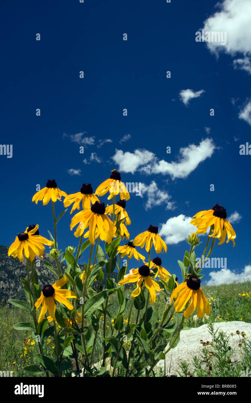 Wild flowers in Cheyenne Mountain State Park Colorado Springs
