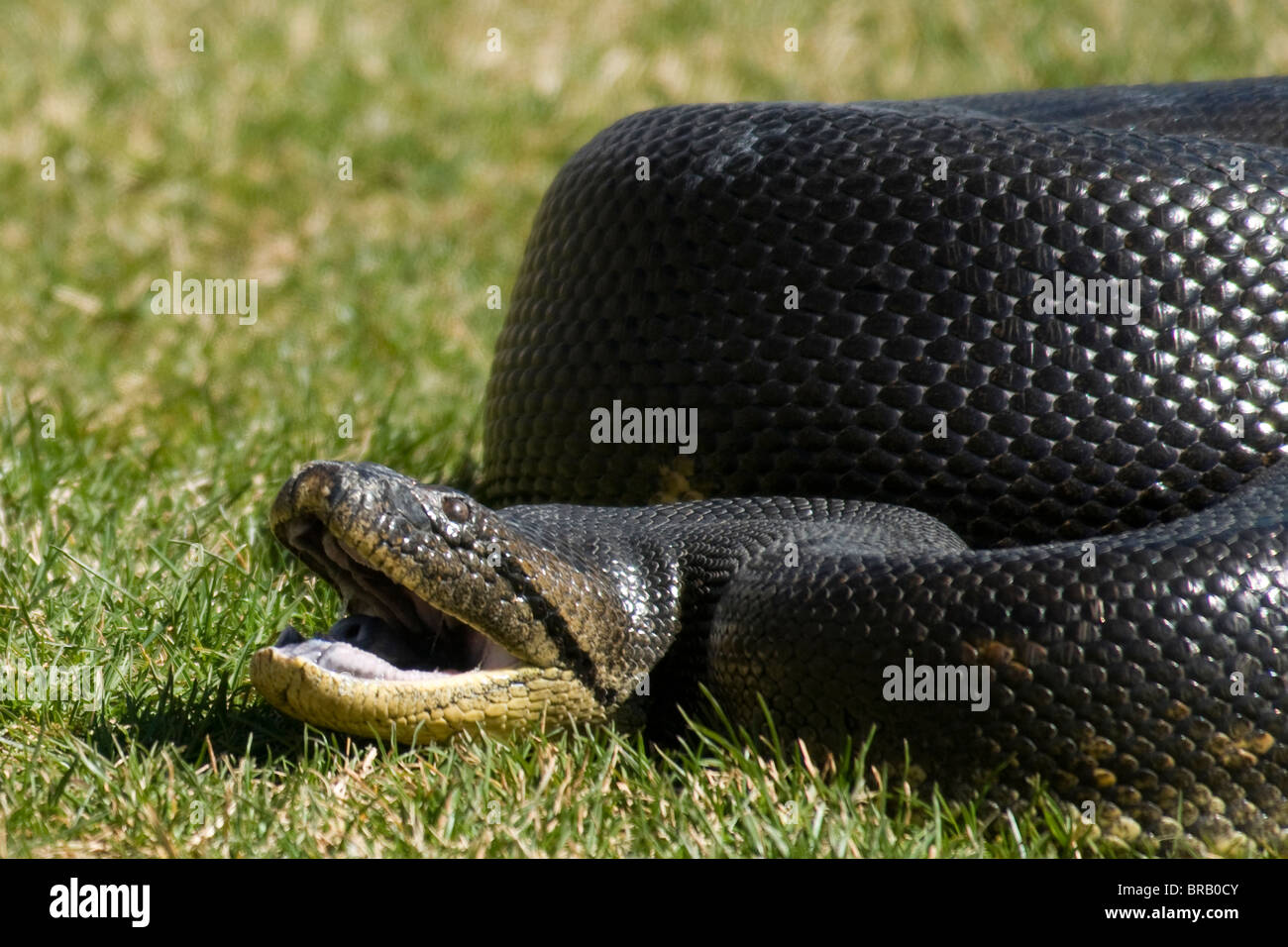 Anaconda Eunectes Murinus World S Biggest Snake Species 2009 Stock