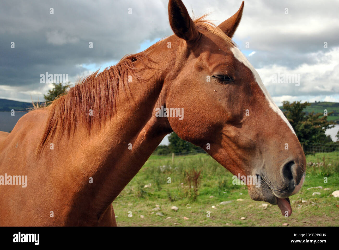 funny horse with tongue hanging out Stock Photo Alamy