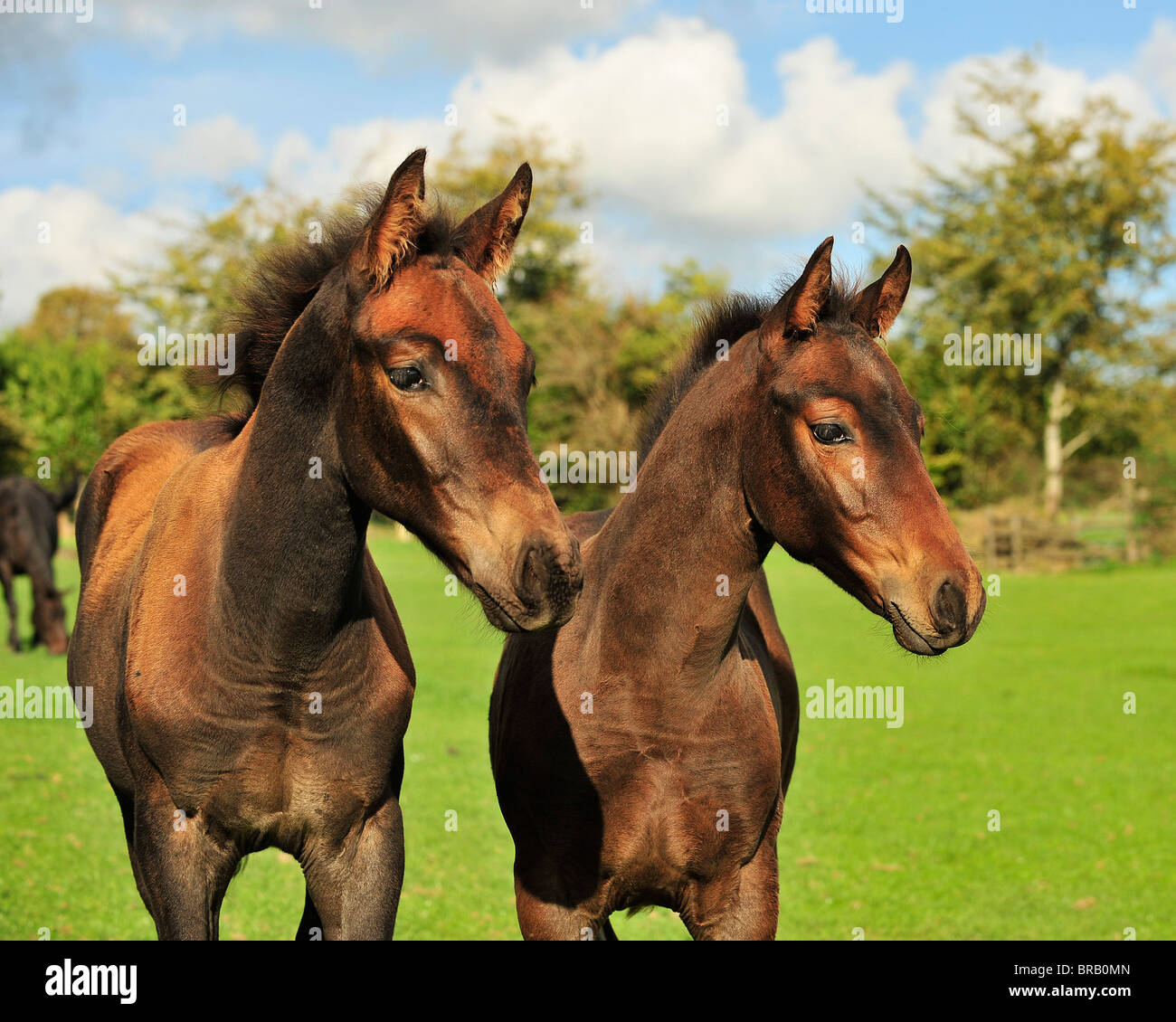 two foals Stock Photo