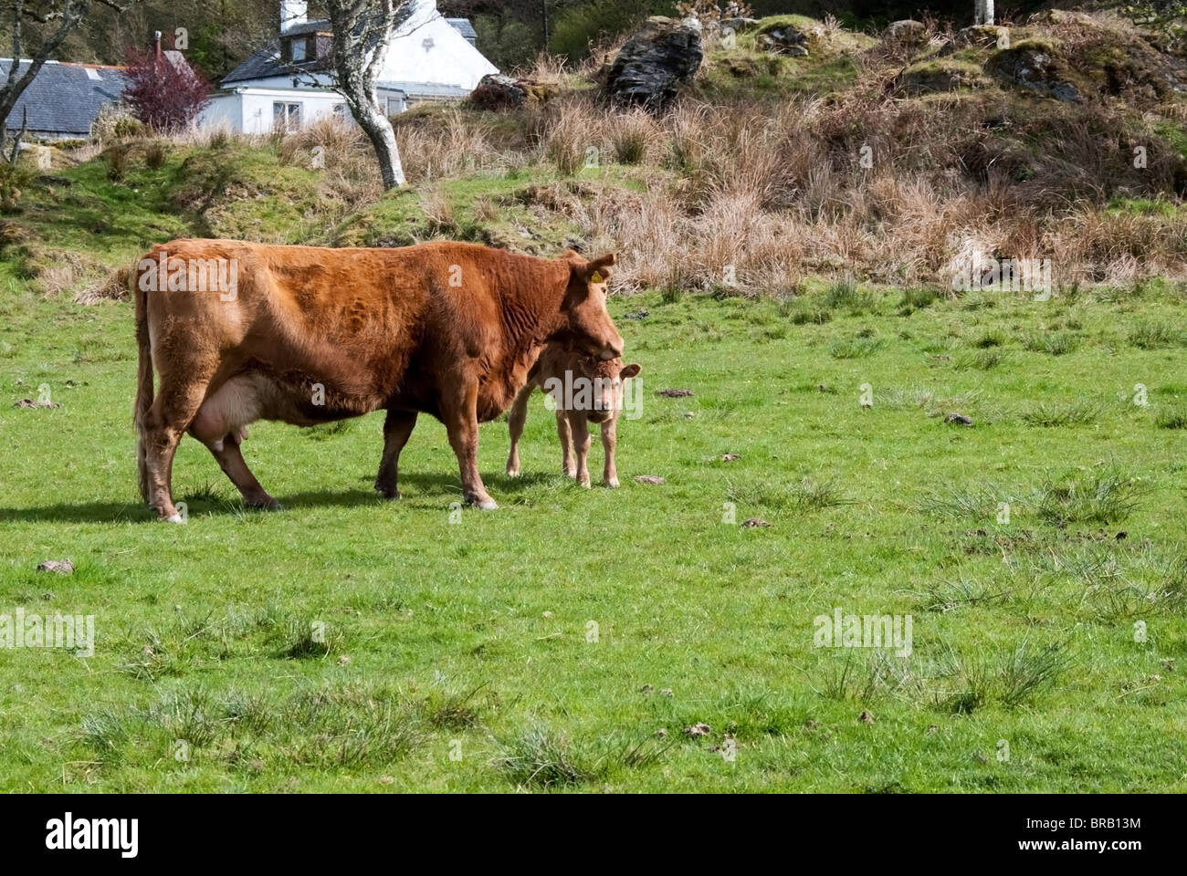 Brown Adult Female Cow With Her Calf Stock Photo Alamy