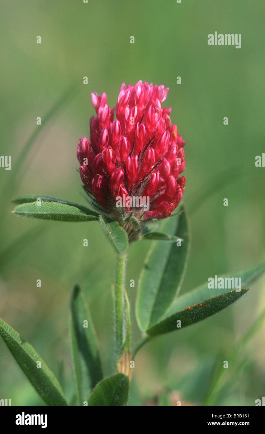 Zig zag clover, Trifolium medium, Grand Paradiso National Park, Italy Stock Photo