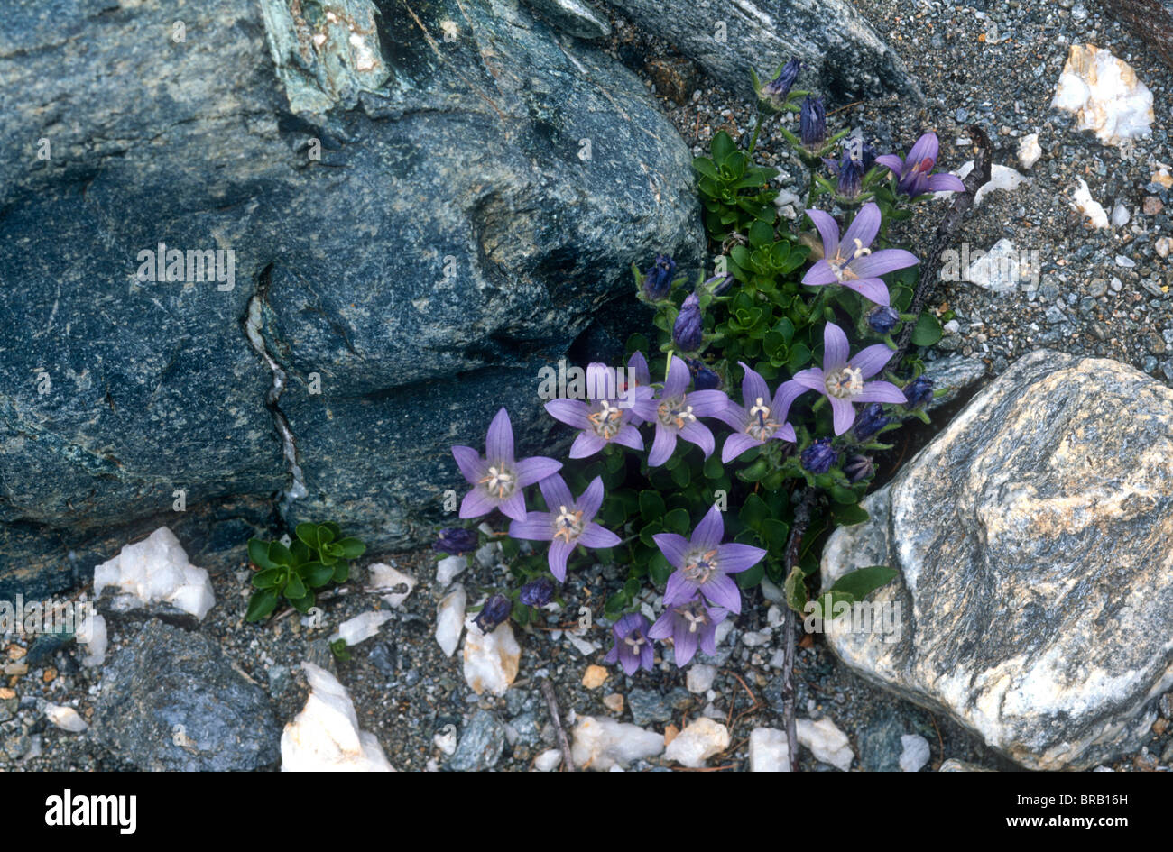 Mount cenis bellflower, Campanula cenisia, Grand Paradiso National Park, Italy Stock Photo