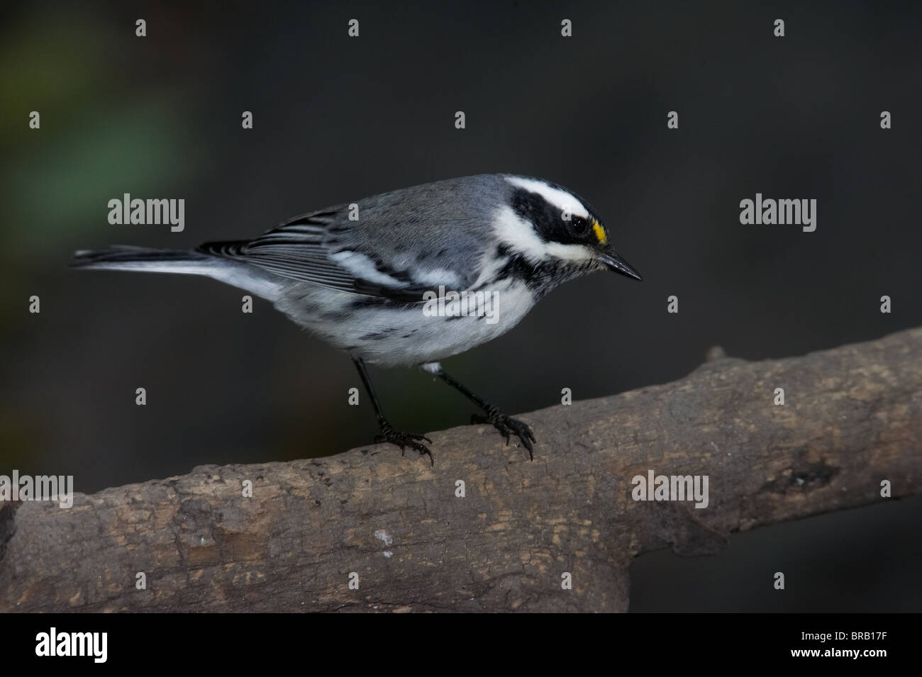 Adult Male Black-throated Gray Warbler Perched on a Branch Stock Photo