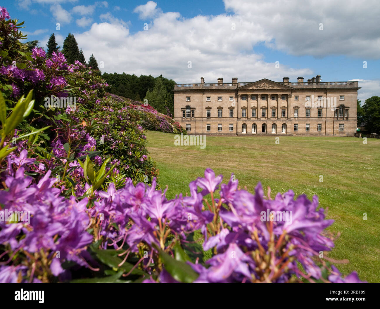 The Famous Rhododendron Collection at Wentworth Castle and Gardens, Stainborough near Barnsley in South Yorkshire Stock Photo