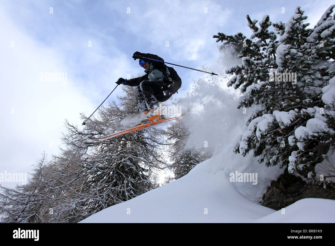 A skier jumps over some rocks and between pine trees lifting powder ...
