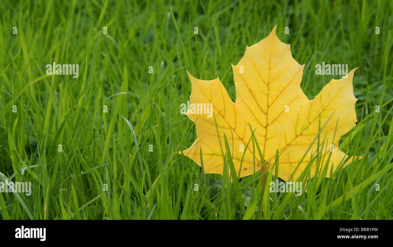 Yellow leaf on the green grass Stock Photo - Alamy