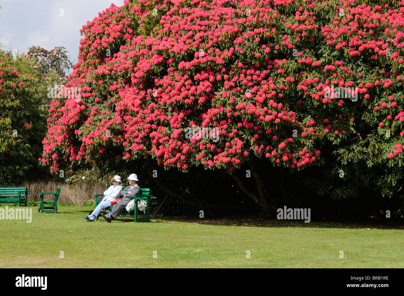 Springtime visitors and a giant flowering Rhododendron shrub at the Lost  Gardens of Heligan Cornwall England UK Stock Photo - Alamy