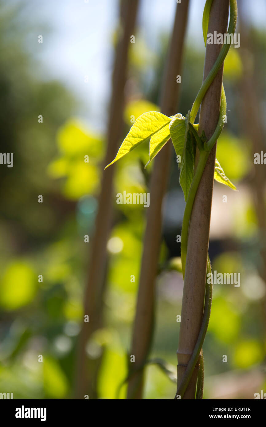 Runner beans growing up canes Stock Photo Alamy