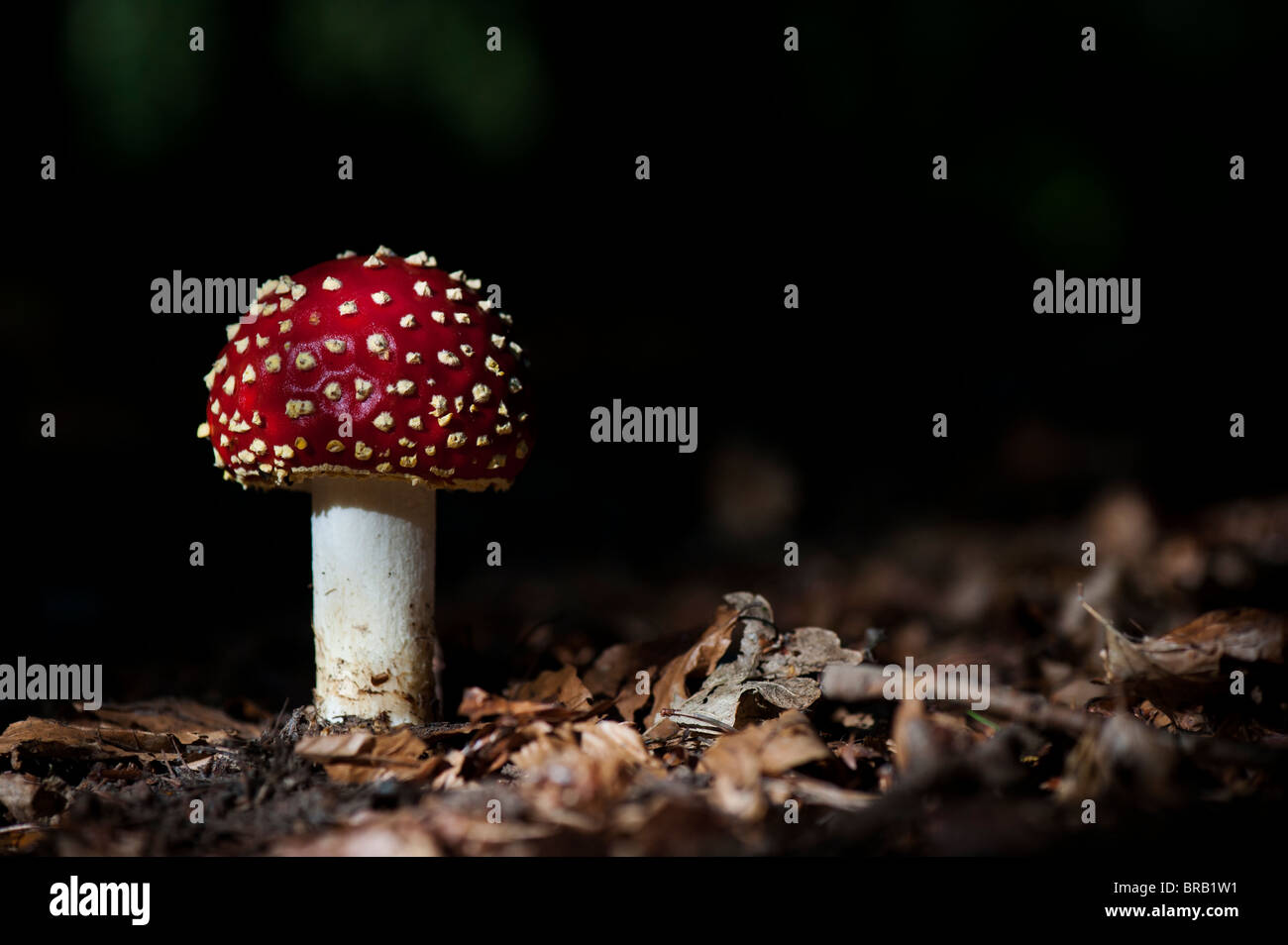 Amanita muscaria, Fly agaric mushroom growing in an english woodland. Stock Photo