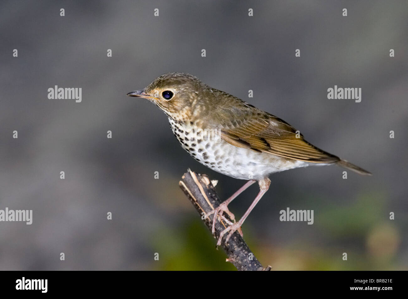 Hermit THrush Perched on a Branch Stock Photo