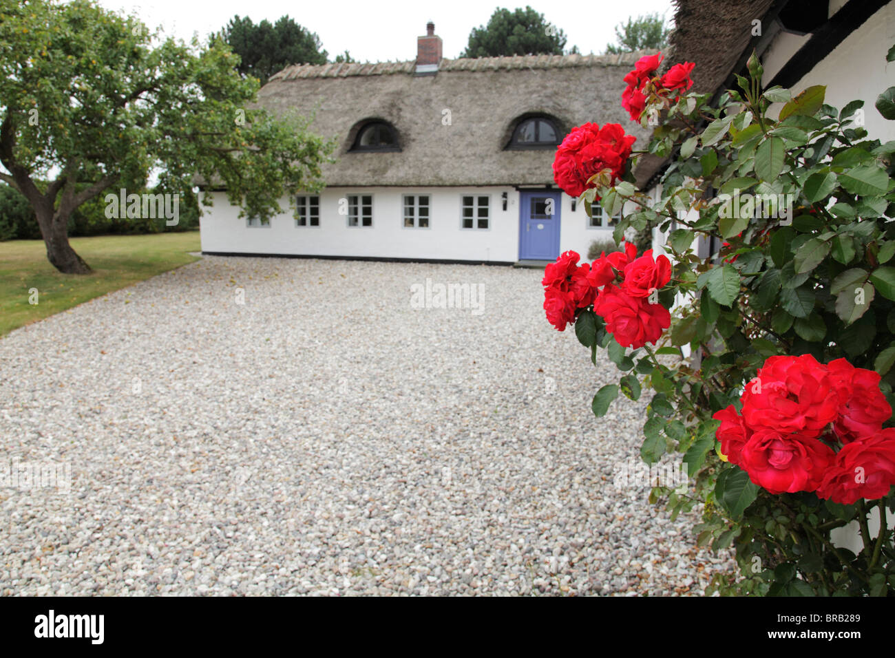 red roses at a white thatched cottage with blue door on the Danish Island Langeland Stock Photo