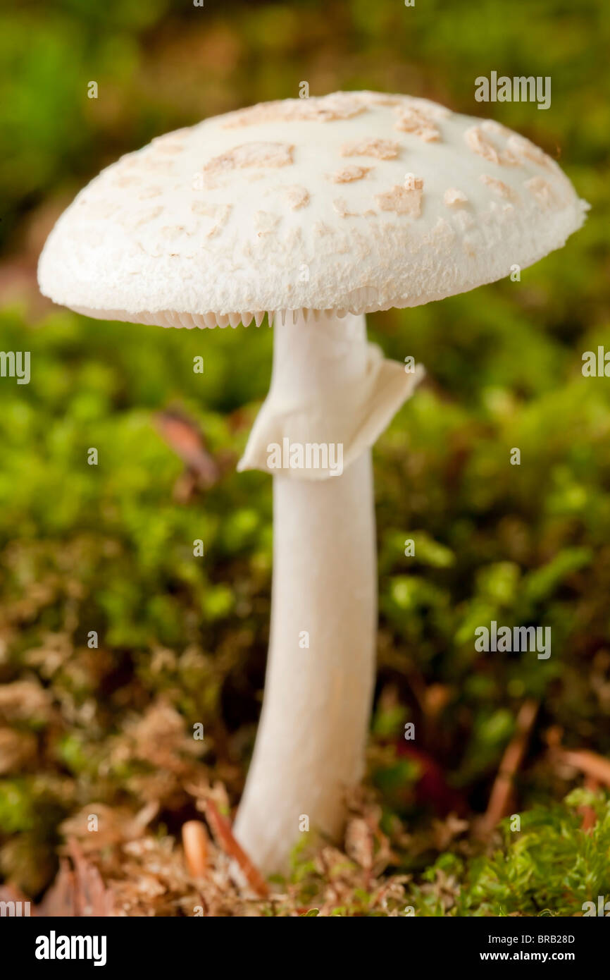 False death cap mushroom (Amanita citrina) Stock Photo