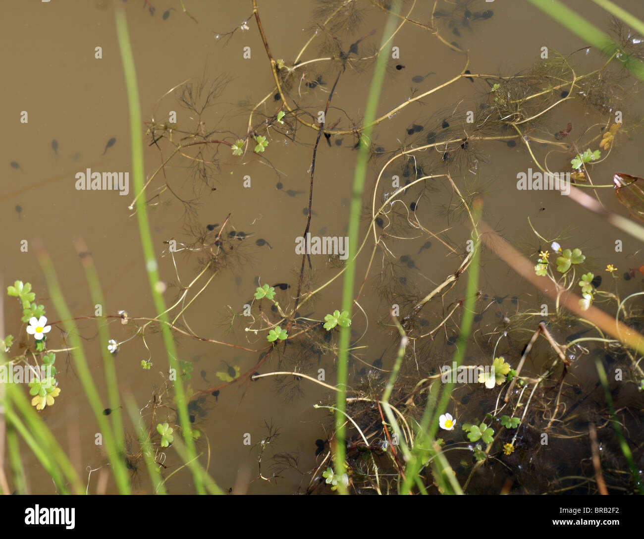 A pond with tadpoles, the wholly aquatic larval stage in the life cycle of an amphibian, particularly of a frog or toad. Stock Photo