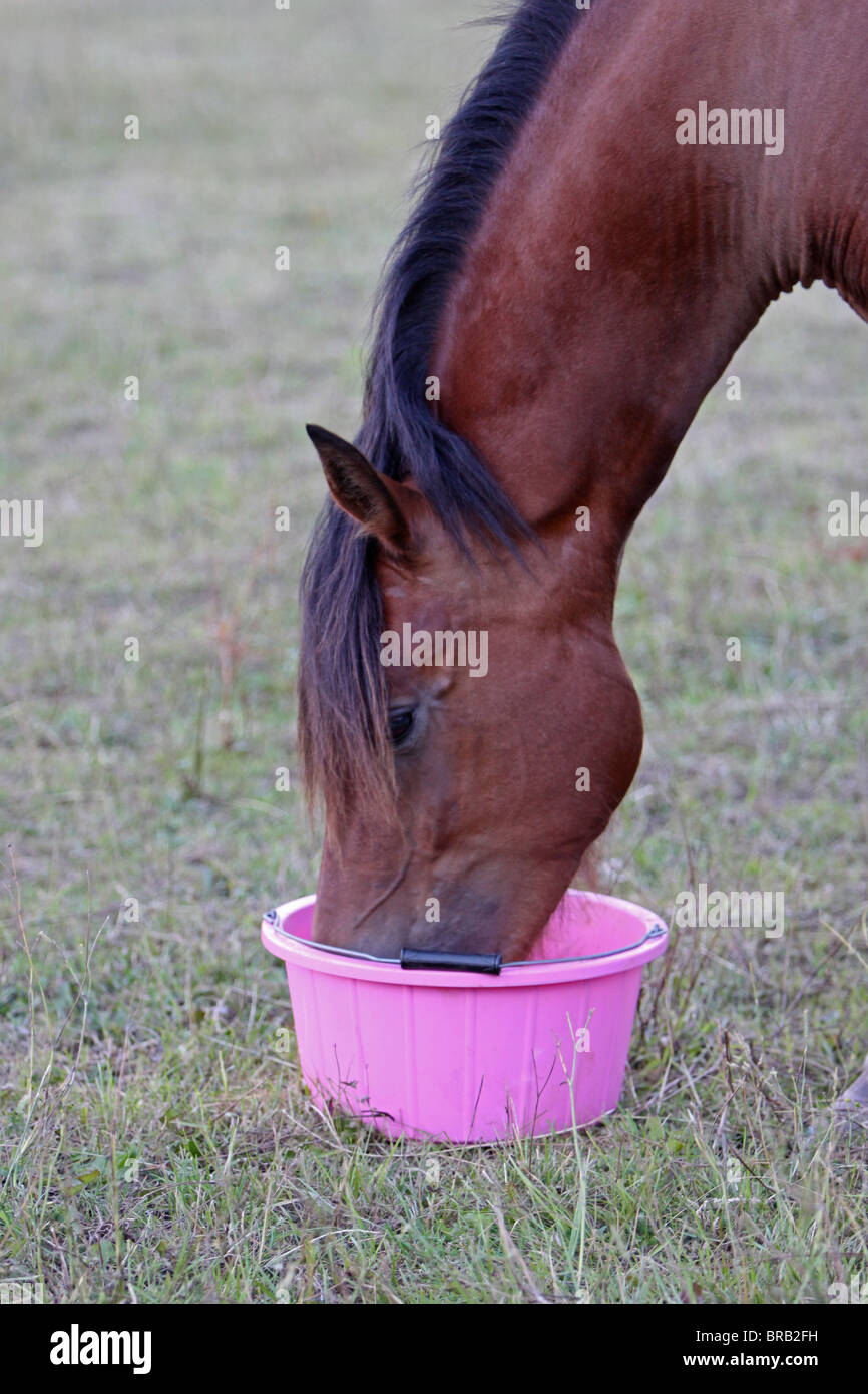 Horse eating out of bucket hires stock photography and images Alamy