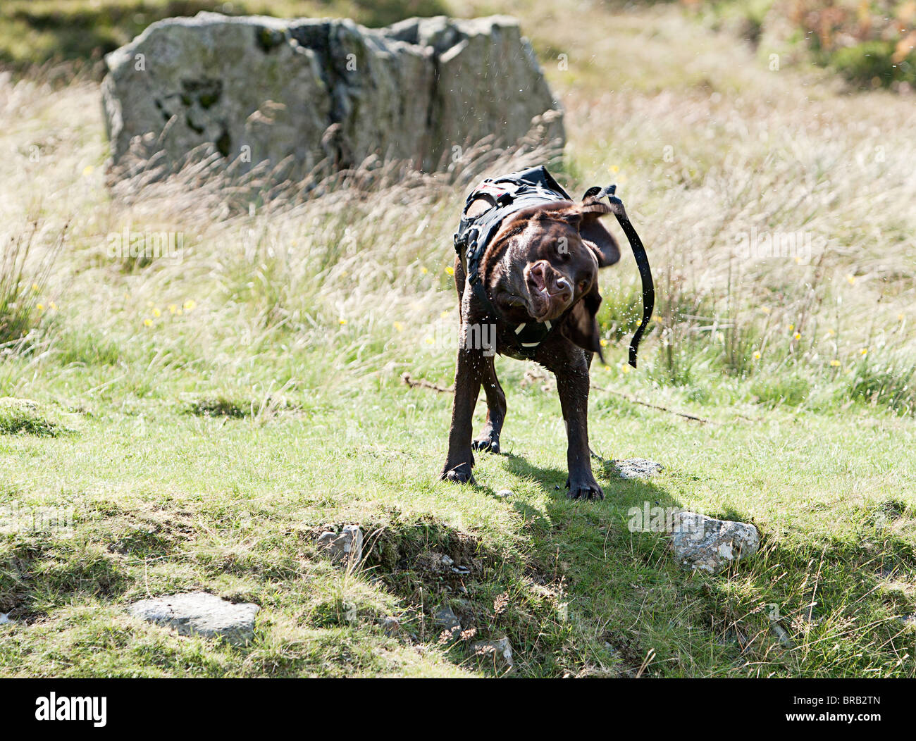 Dog shaking down after swim Stock Photo Alamy