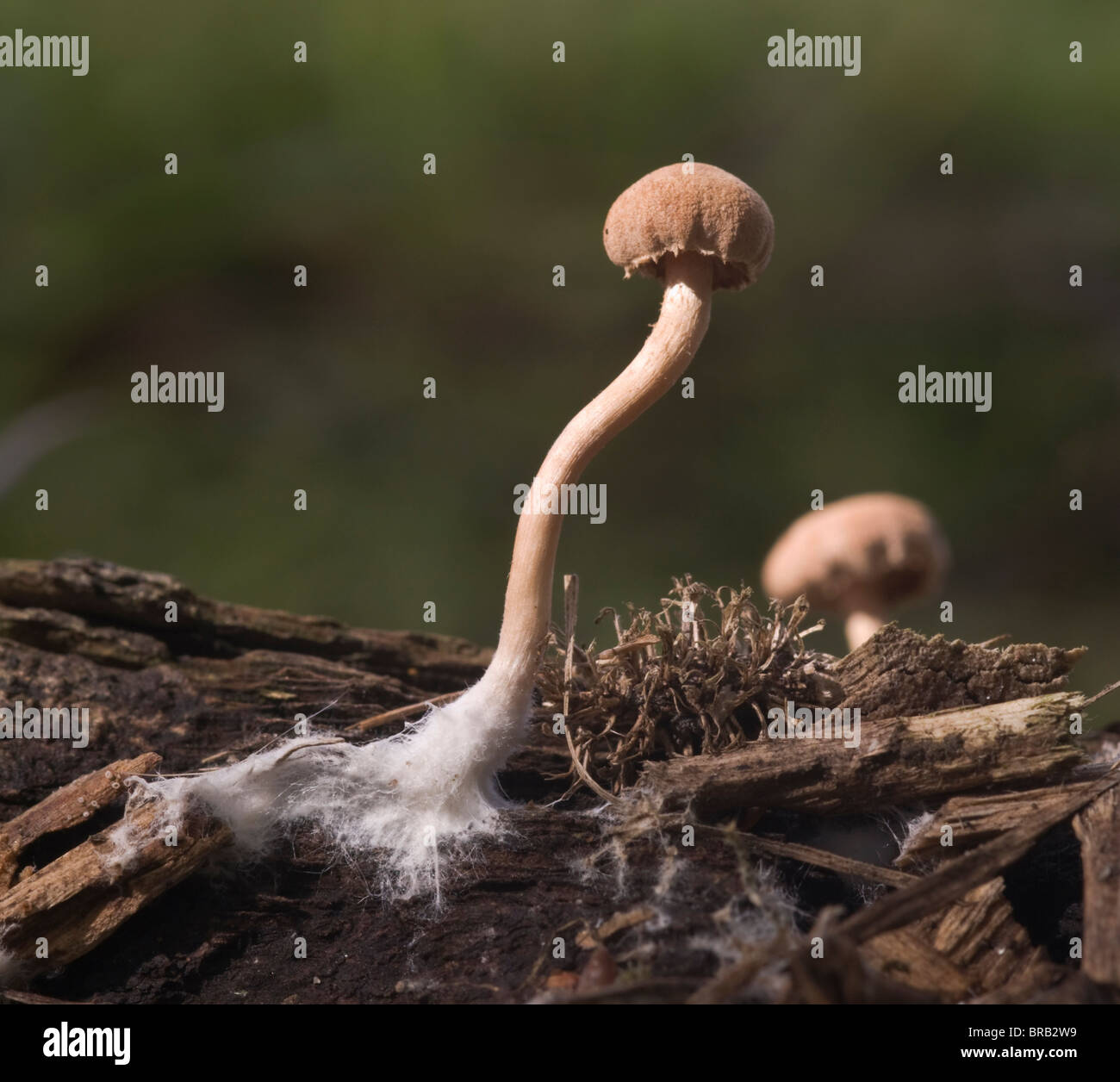 Tiny fungus showing cap, stem and the mass of fine threads that are usually below the surface, known as the Mycelium. Stock Photo