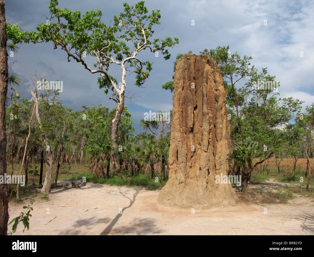 A tall mound of the Spinifex Termite (Nasutitermes triodiae) in Litchfield National Park, Northern Territory, Australia. Stock Photo