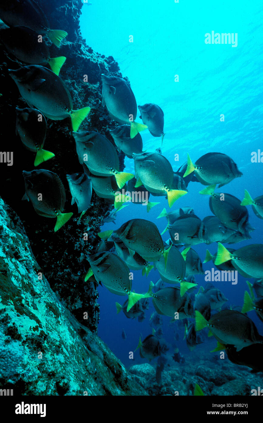 Yellowtail surgeonfish, Prionurus punctatus, Sea of Cortez, Mexico Stock Photo
