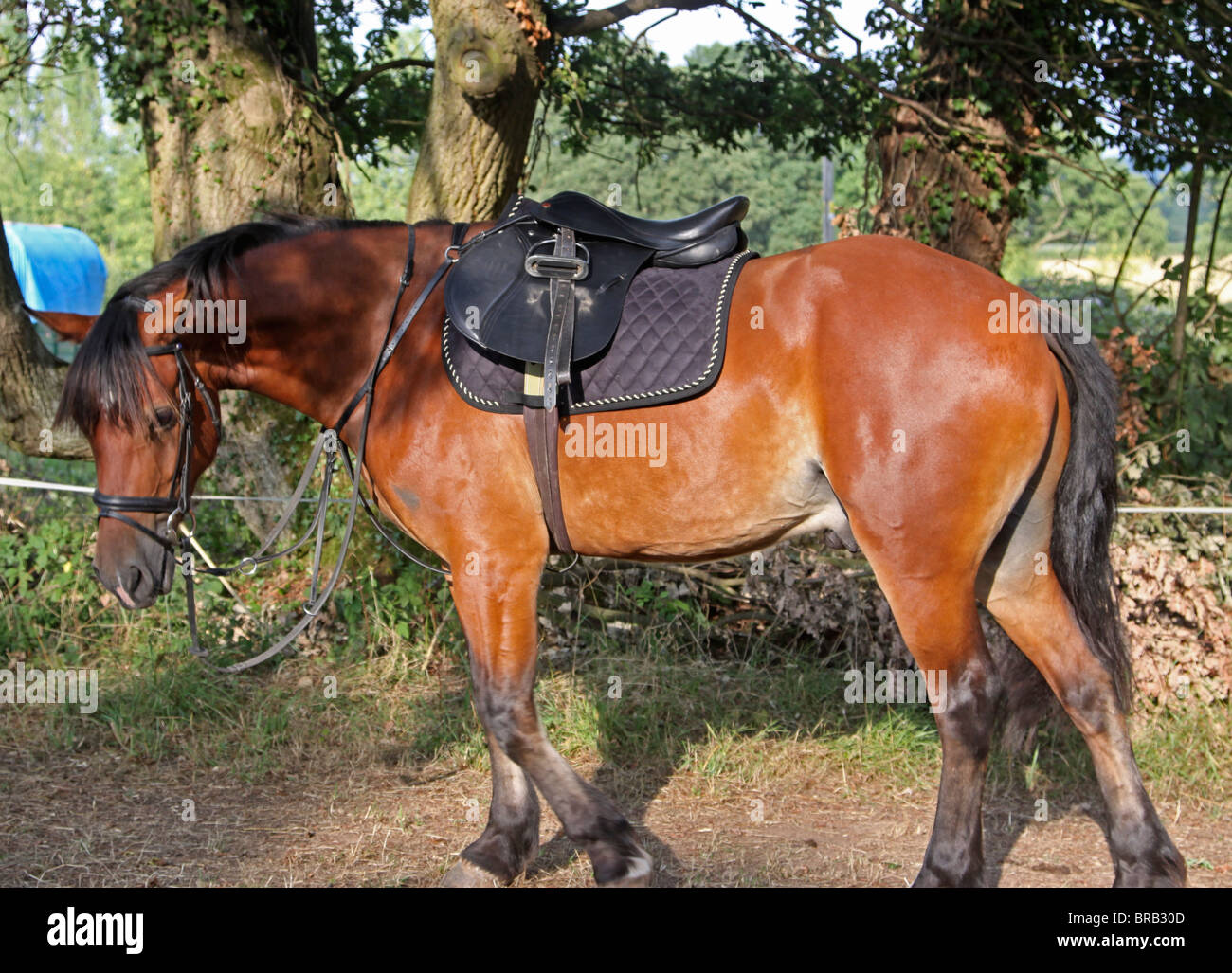 A beautiful bay Welsh Cob in his saddle and bridle Stock Photo Alamy