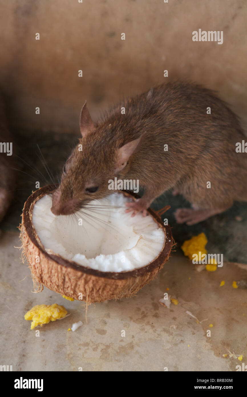 rat eating a coconut in the karni mata temple Stock Photo Alamy