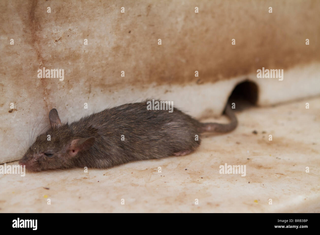 rat sleeping at the karni mata temple Stock Photo Alamy