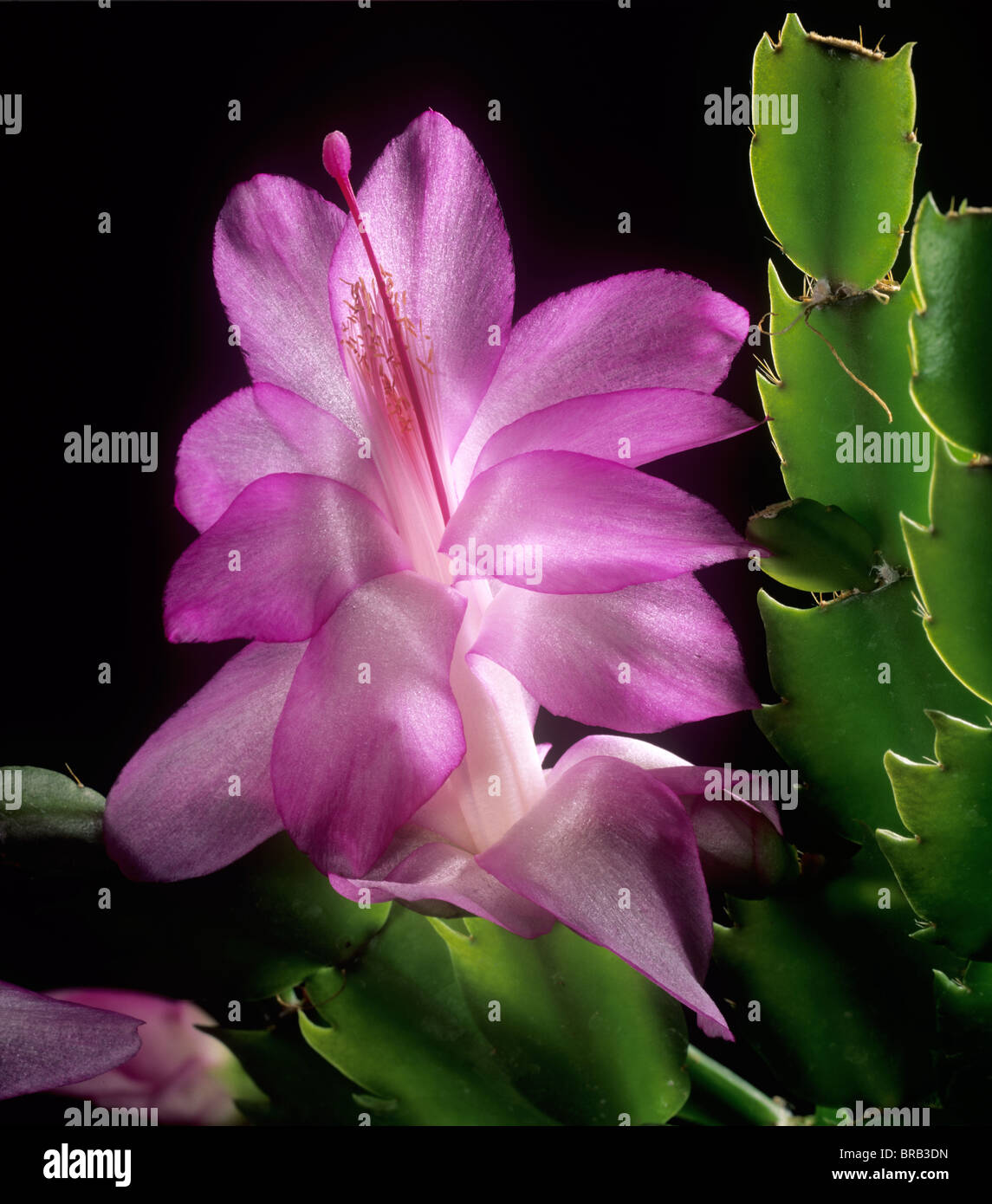 Flowering Christmas cactus (Schlumbergera truncata) flower and leaves backlit Stock Photo