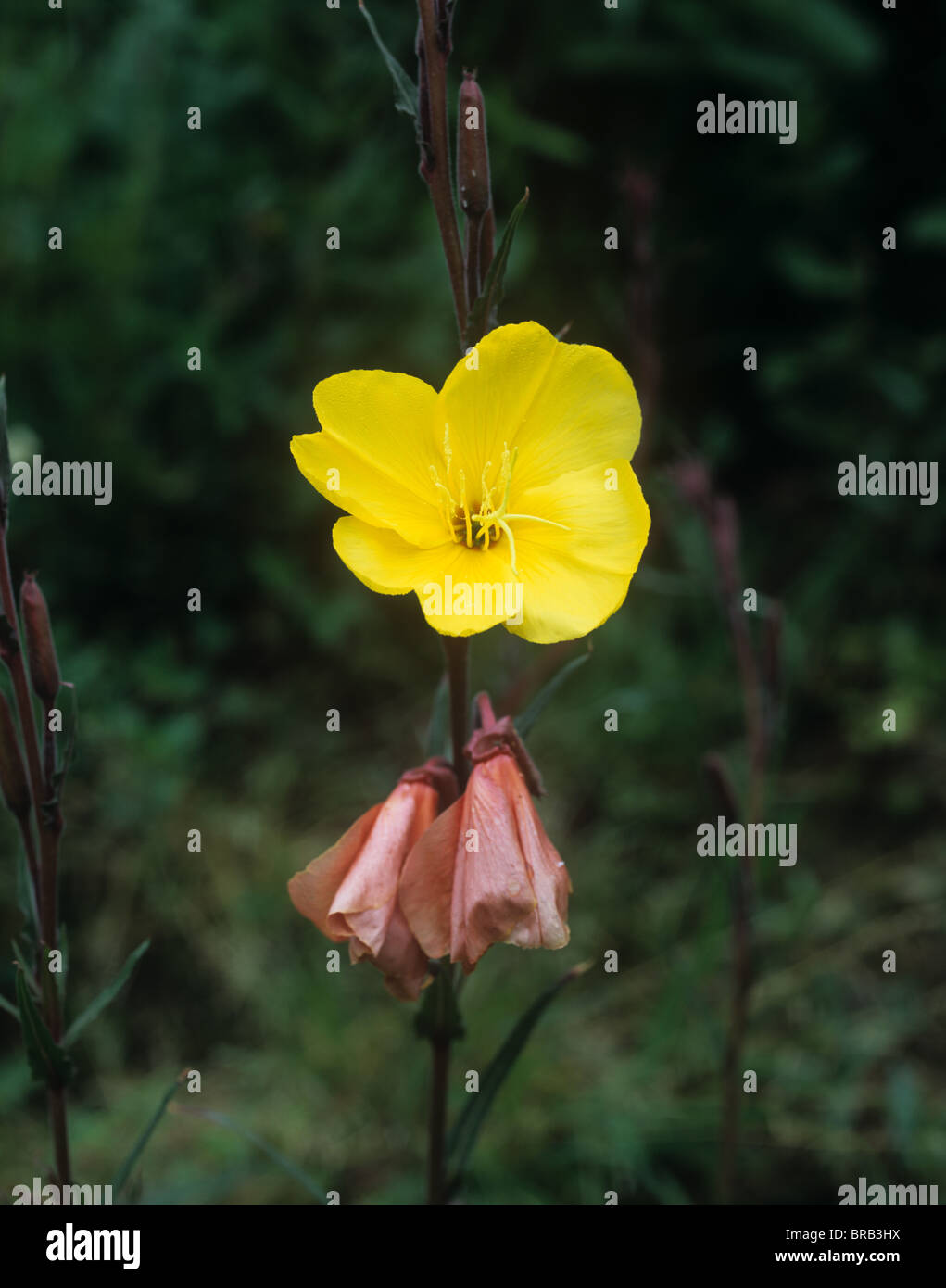 Perennial evening primrose (Oenothera macrocarpa) flower fully open in