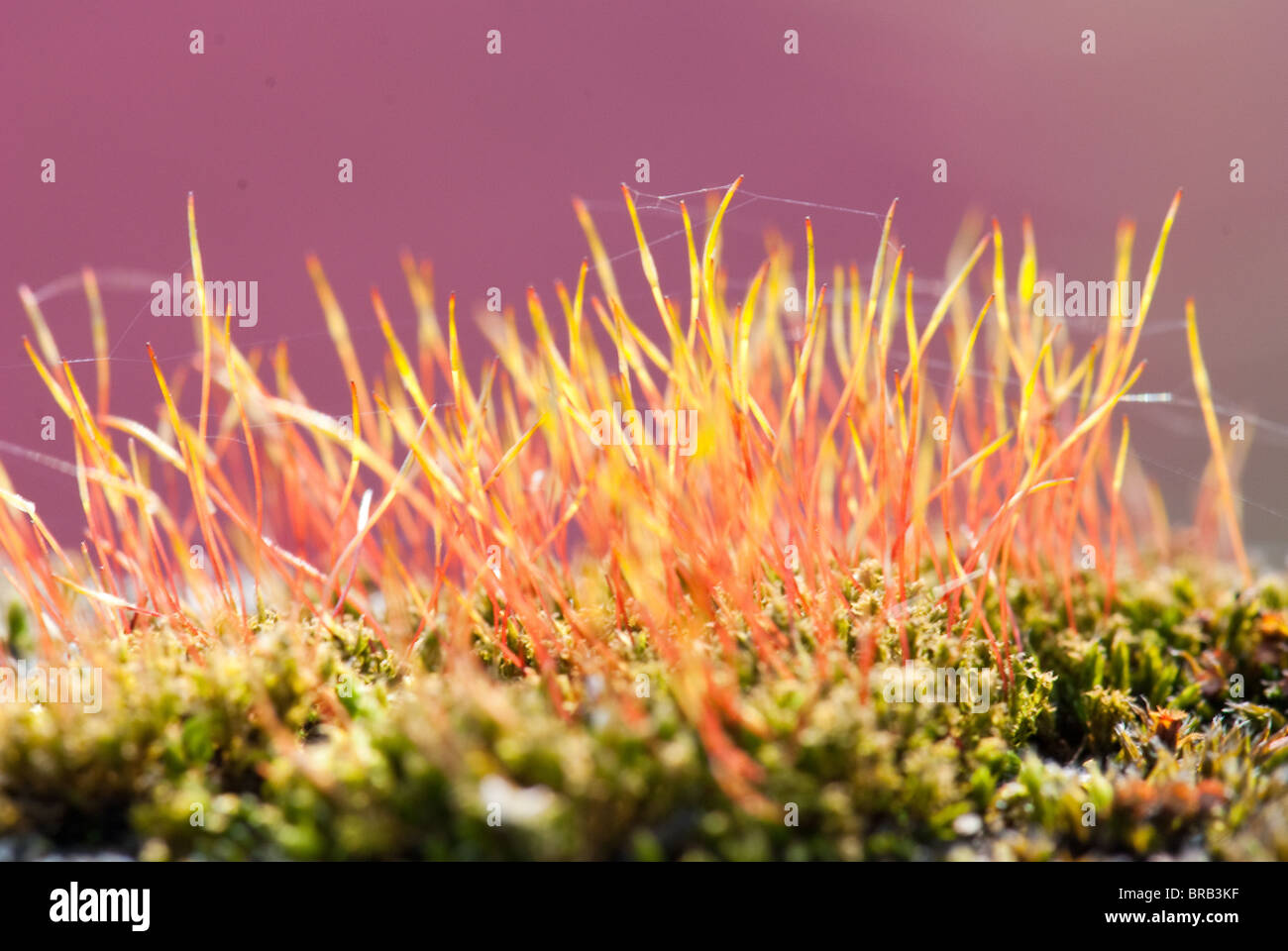 Colorful moss on ground hi-res stock photography and images - Alamy
