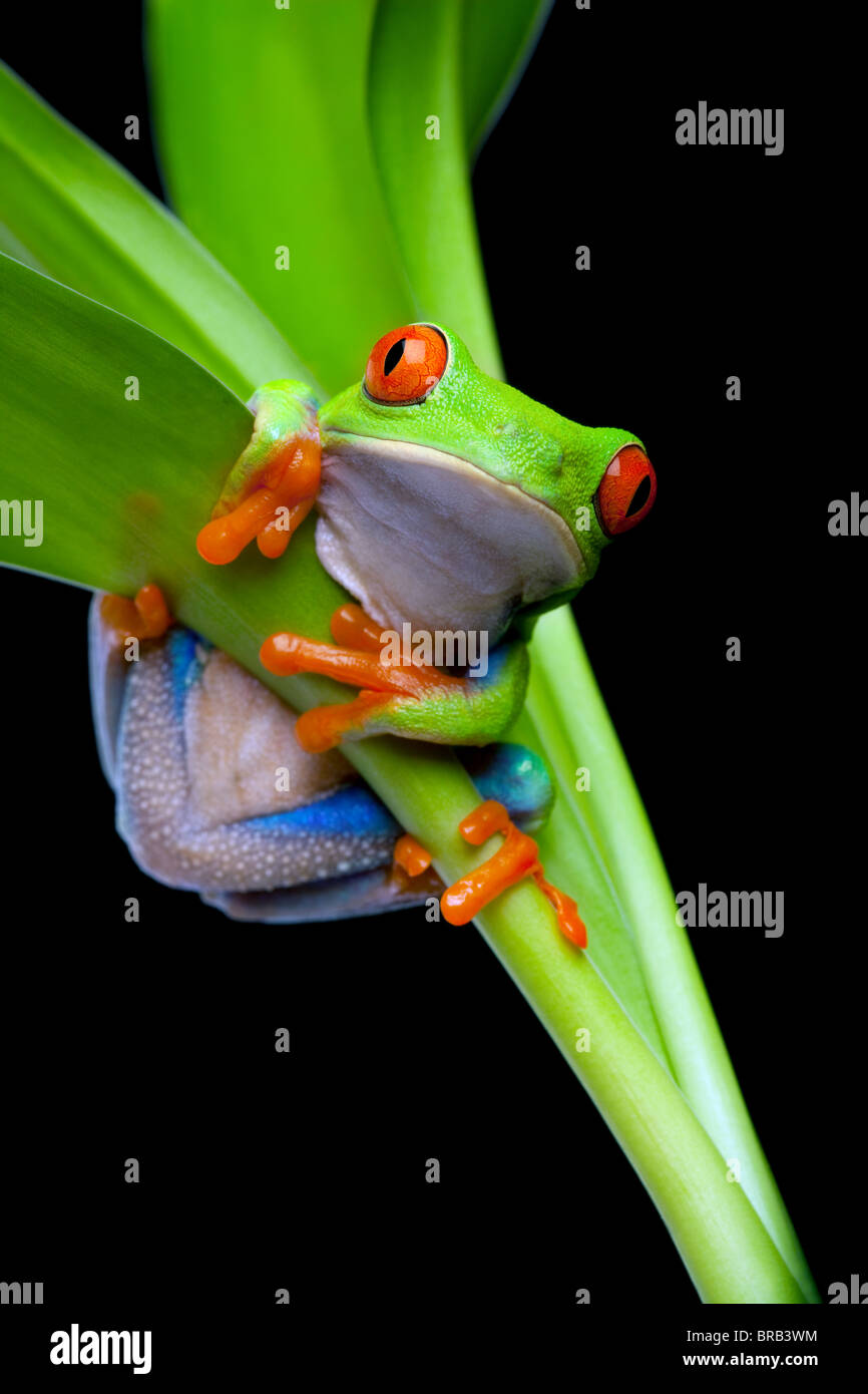 red-eyed tree frog clinging to a plant isolated on black - red-eyed tree frog (Agalychnis callidryas) Stock Photo