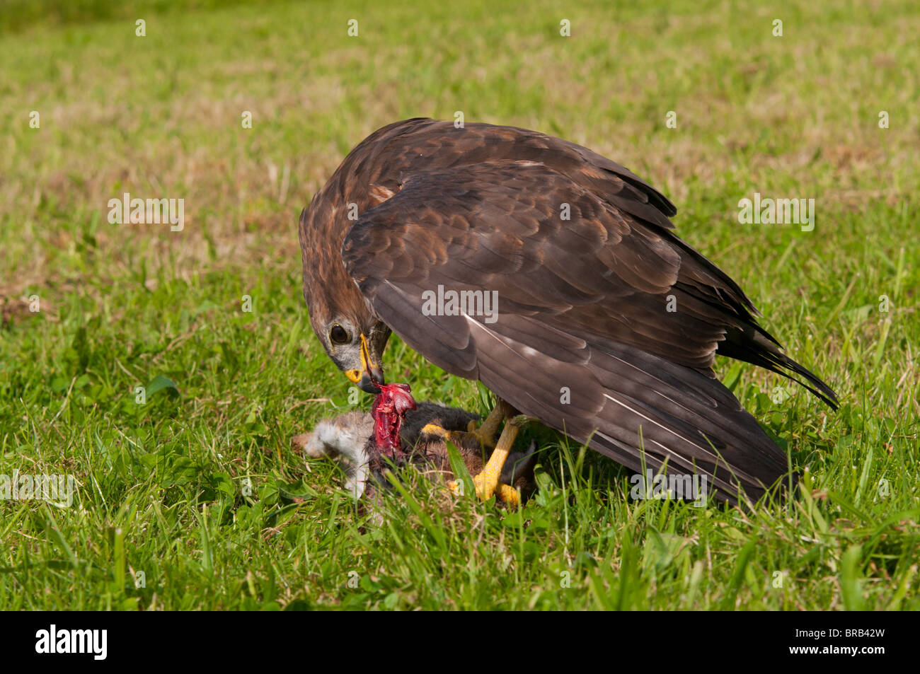 Buzzard eating prey Stock Photo Alamy