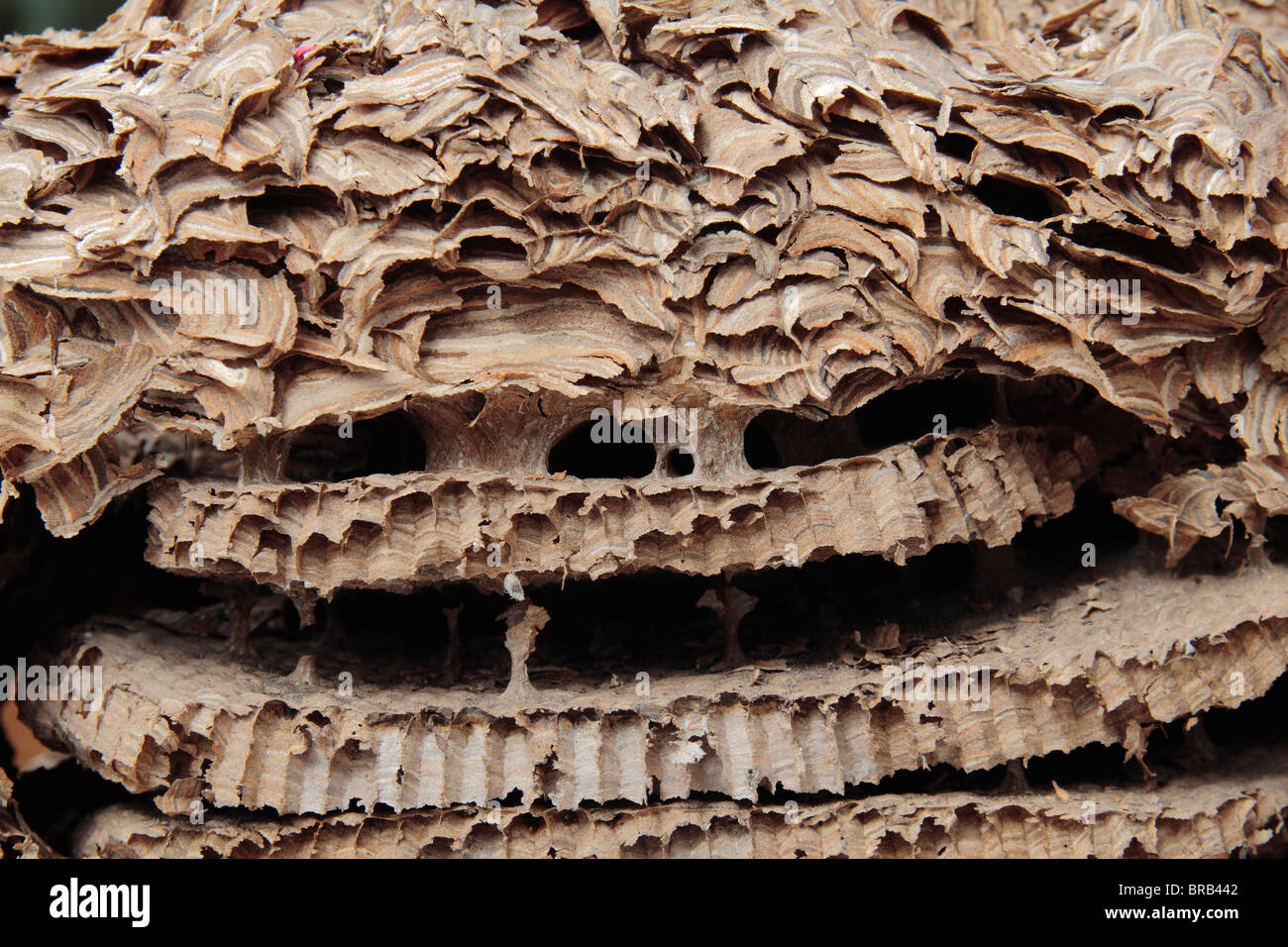 Close up detail of the honeycomb structure of a common wasp nest ...
