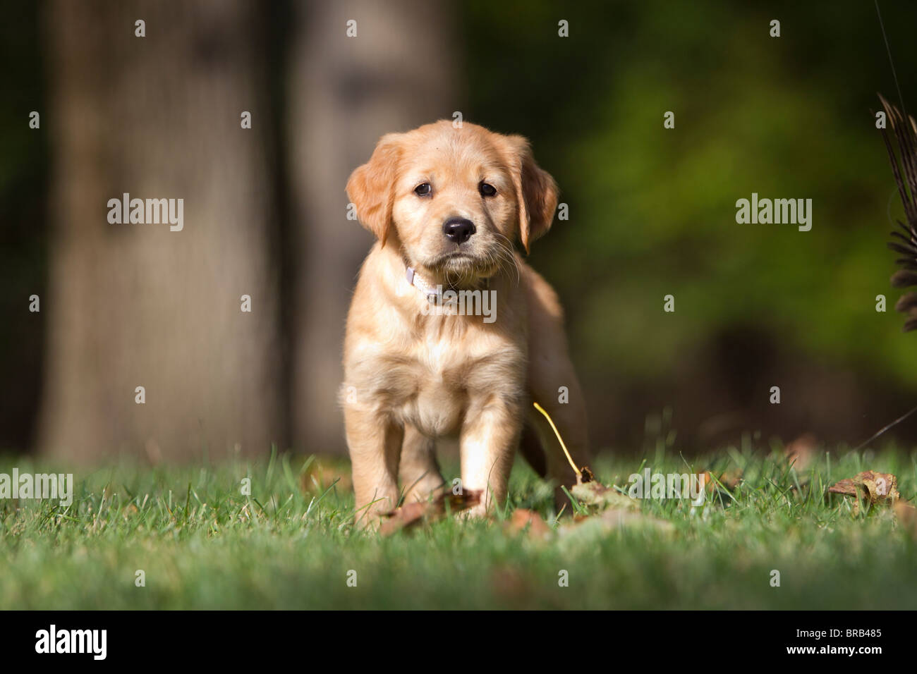 A 7 week old golden retriever puppy walking in the grass Stock Photo