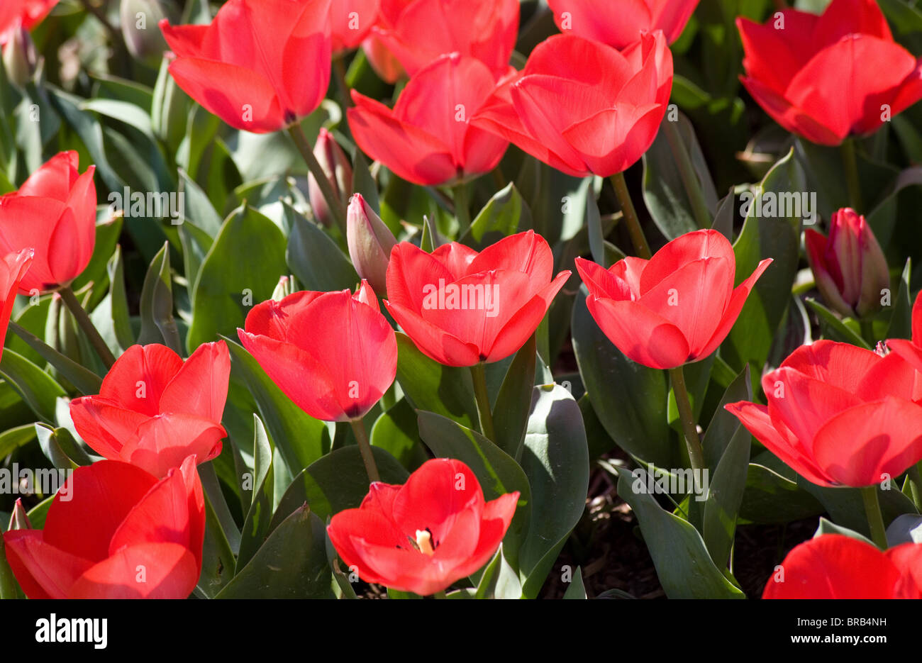 Red tulips, Corbett Gardens, Bowral, Australia Stock Photo - Alamy